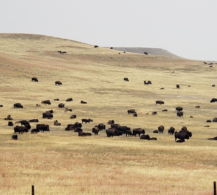buffalo-roundup-south-parking-photo